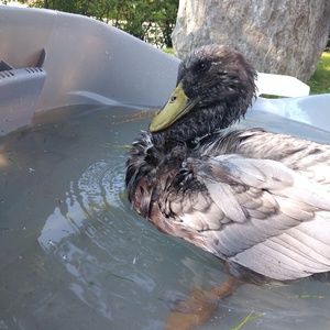 Meet your Posher, Imane